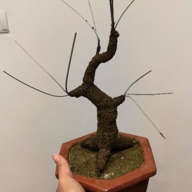 Gốc bonsai kẽm nhung giống thật cực đẹp