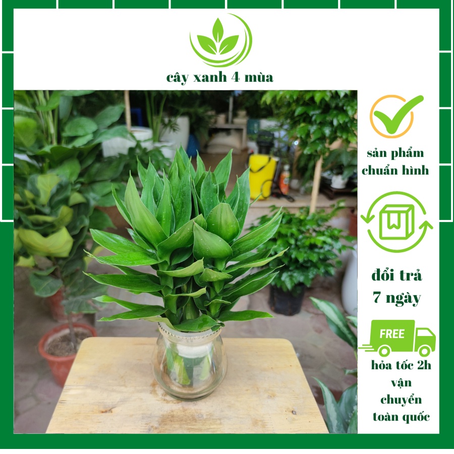 Cây phát lộc thủy sinh 3 gốc , cây phong thủy để bàn phát tài phát lộc, để bàn thờ,trang trí nội thất cao 25-30cm