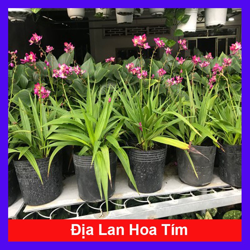 Cây Địa Lan Hoa Tím - cây cảnh mini - cây cảnh để bàn - caykiengsadec