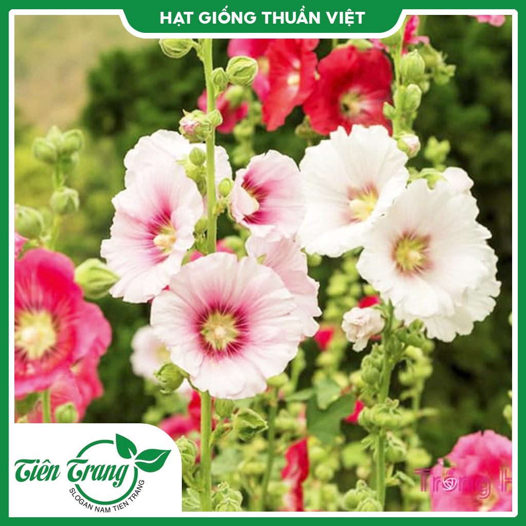 Hạt giống hoa Mãn Đình Hồng