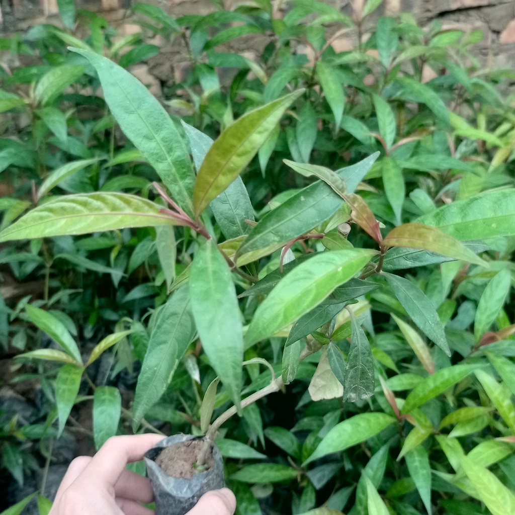 Combo 10 cây giống hoàn ngọc đỏ siêu khỏe 981sp 683sp