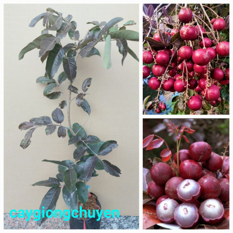 Cây nhãn tím ghép cho quả sau 1 năm