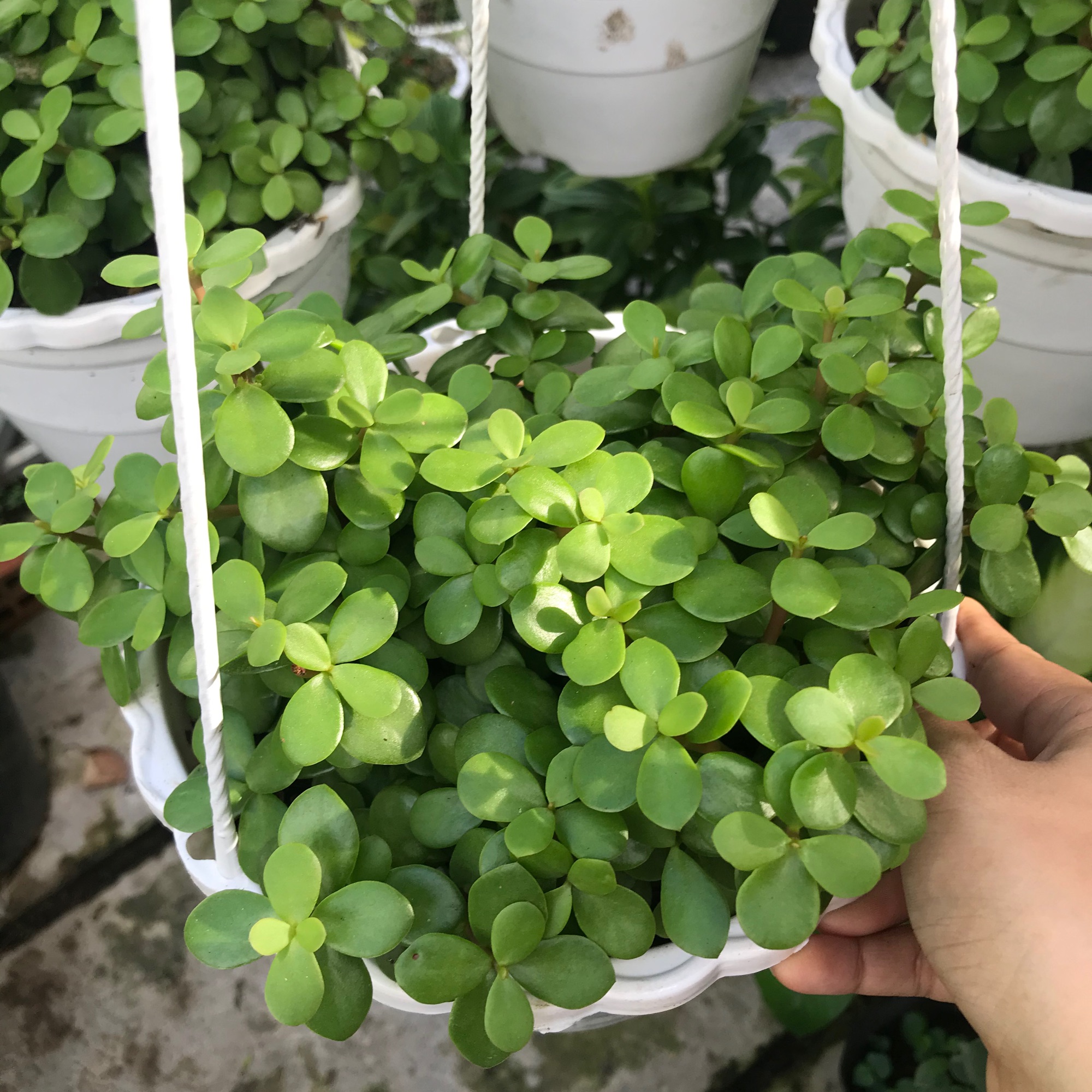 Cây Ngọc Bích chậu treo +tặng phân bón cho cây mau lớn