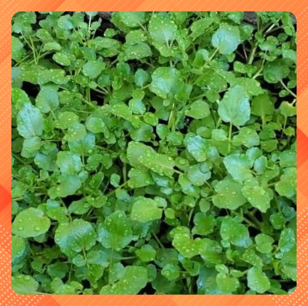 Hạt giống rau cải xoong - dễ trồng, nhiều dinh dưỡng