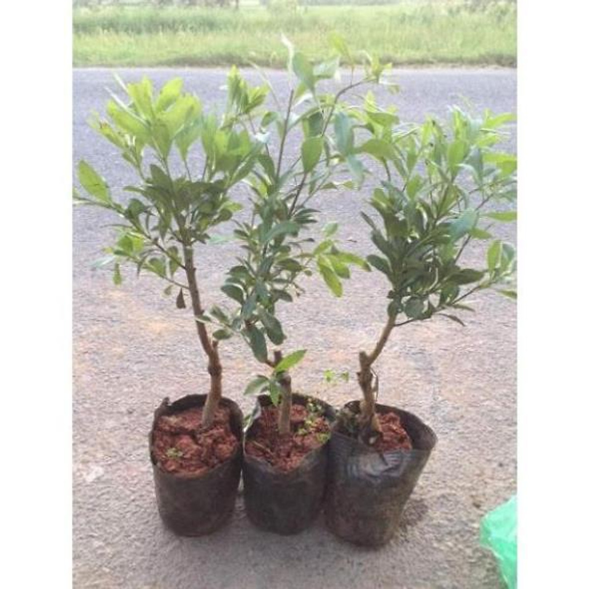 Cây giống quả thanh mai , cây đẹp, giống chuẩn tặng 2 cây chè xanh