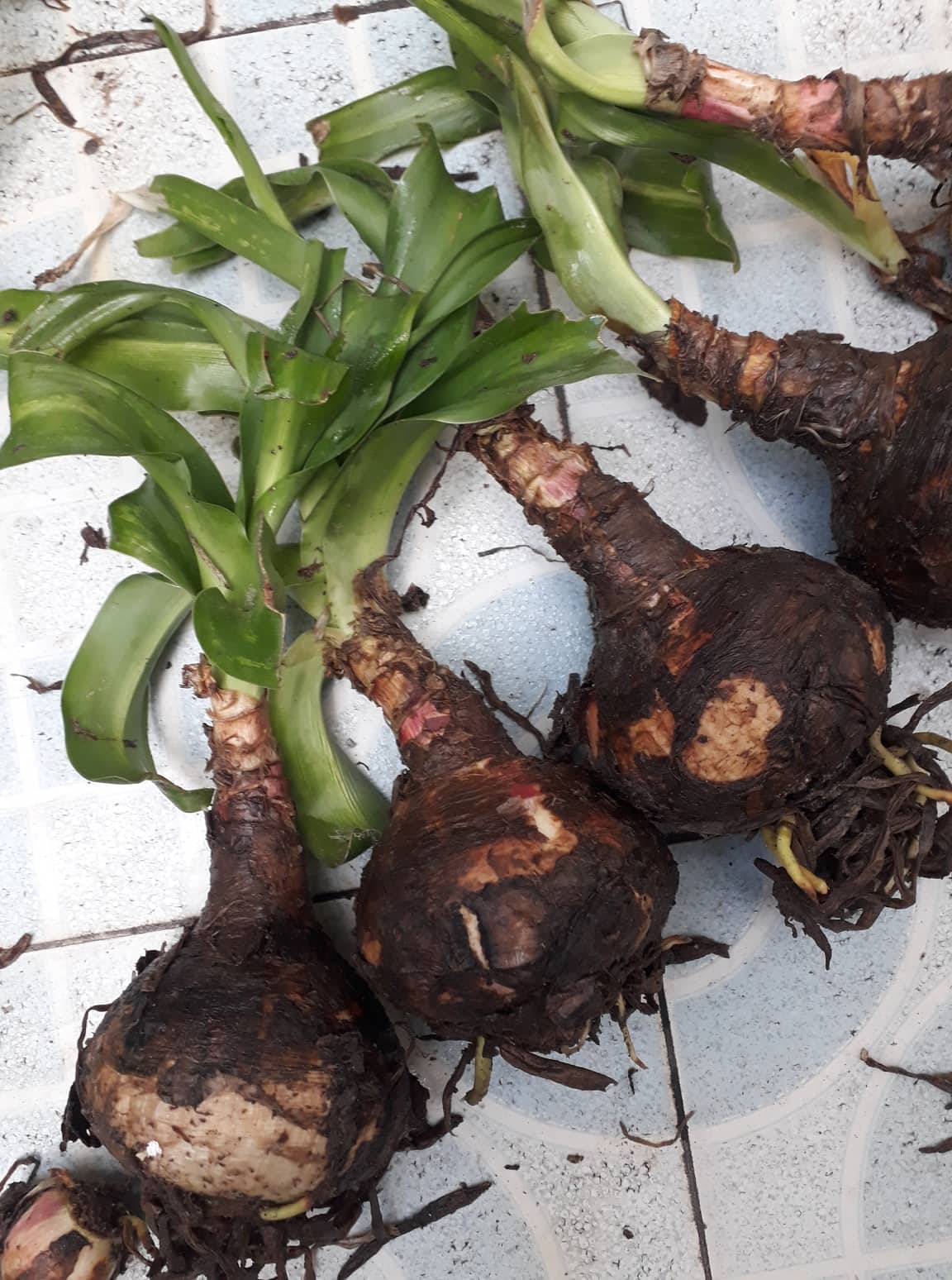 Cây giống trinh nữ hoàng cung - 1 củ giống