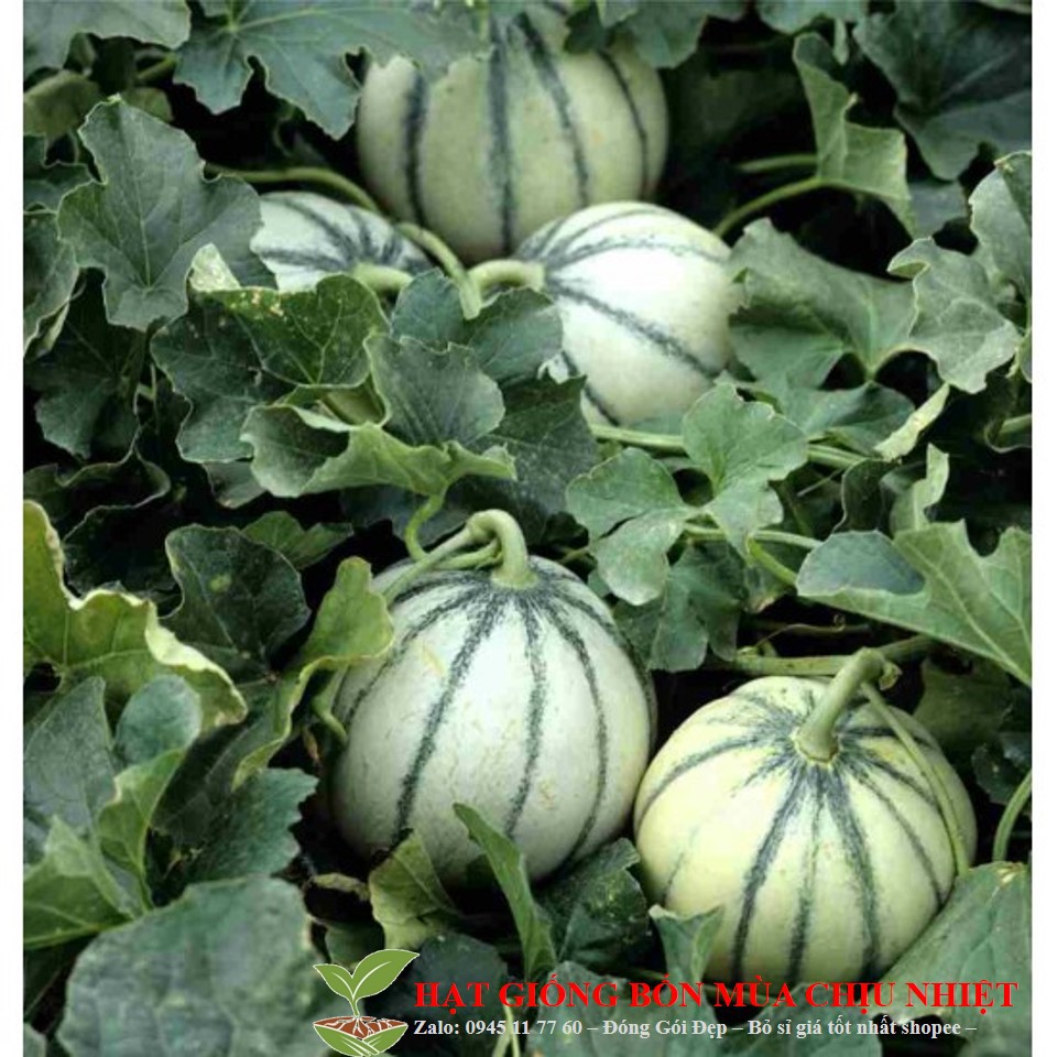 245A Gói 10 Hạt Giống Dưa Lê Pháp Charentais Siêu Ngon Đến Mùa Trồng Tết
