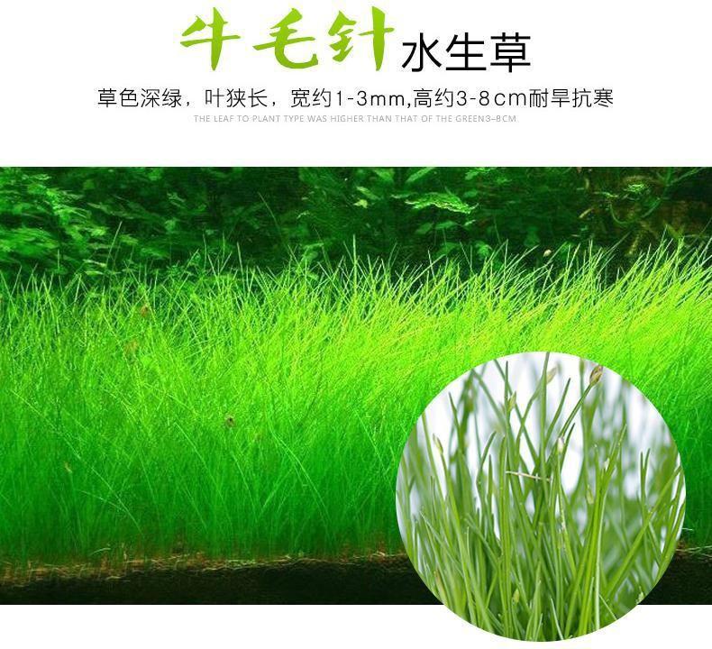 Hạt Giống Ngưu Mao Chiên Cho Hồ Cá Thủy Sinh