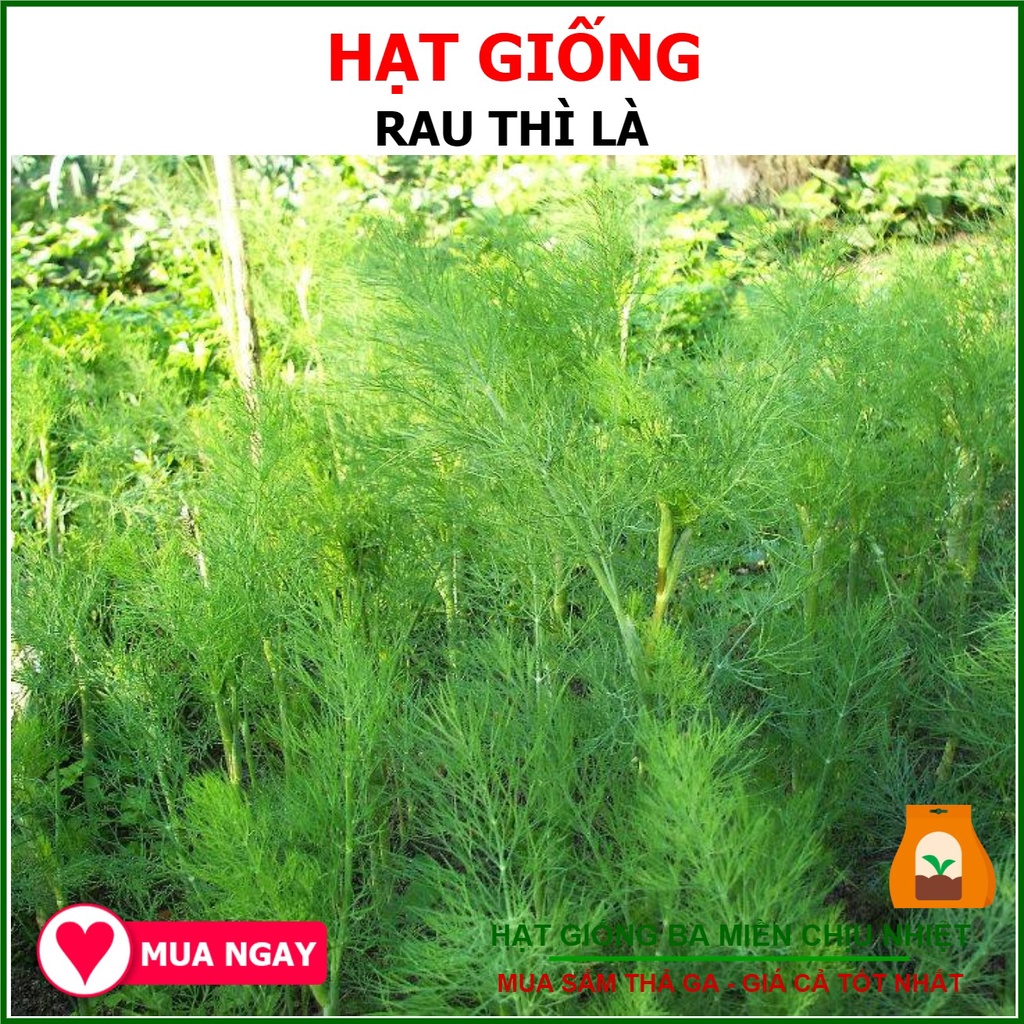 Hạt giống thì là rạng đông 5 gram