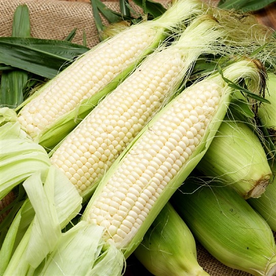 Combo 3 gói Hạt giống ngô nếp F1 siêu dẻo siêu ngọt - Tặng Kèm Phân Bón