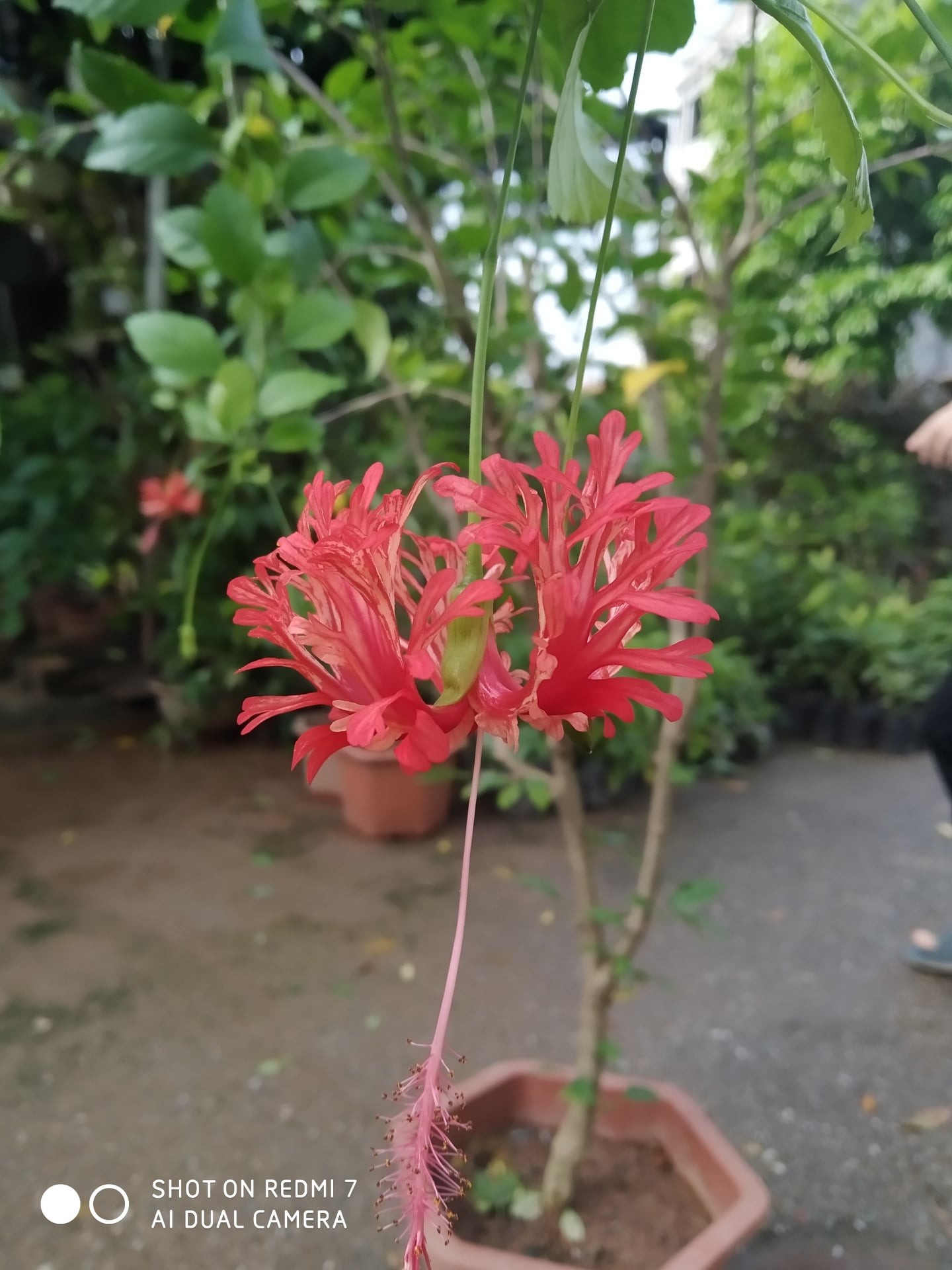 Cây hoa dâm bụt thái đang hoa – Hoa như hình