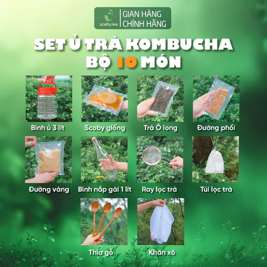 Set 10 món, ủ trà kombucha - scoby giống tốt, healthy