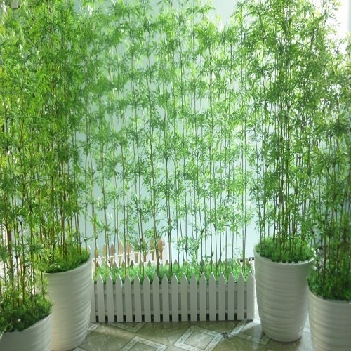 1 BỤI CÂY GIỐNG TRÚC QUÂN TỬ,CAO 2M,CAM KẾT GIỐNG CHUẨN LOẠI 1