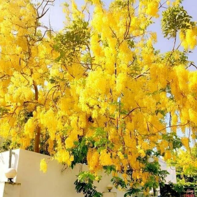 Cây Giống Osaka Nhật Bản ( Muồng Hoàng Yến)