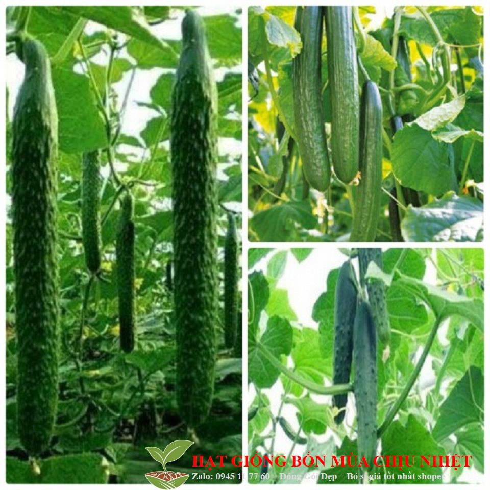 11C [Giá Gốc] Hạt Giống Dưa Leo Nhật Bản - 10 Hạt