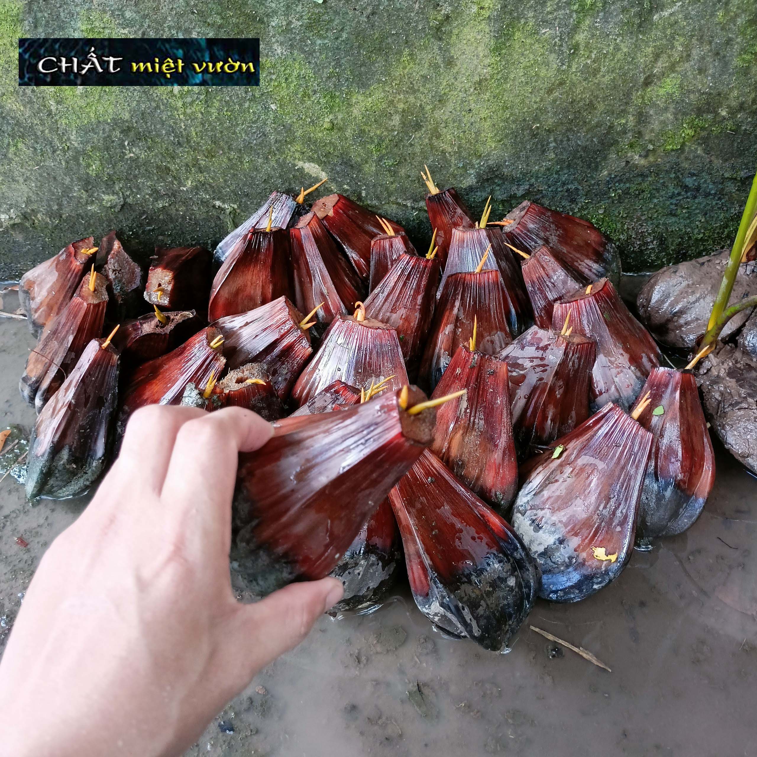 Cây dừa nước giống siêu quả - cây nhỏ