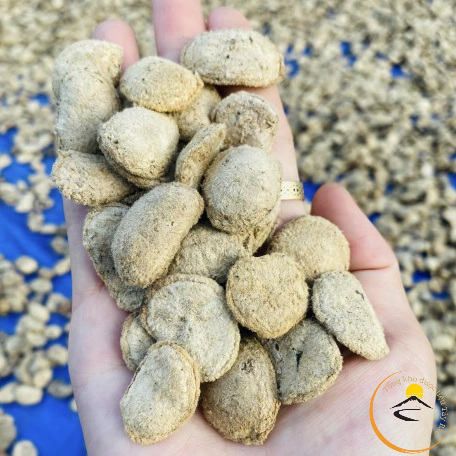 Hạt sang trắng rừng Tây Bắc chữa đau dạ dày của người dân tộc H'mông