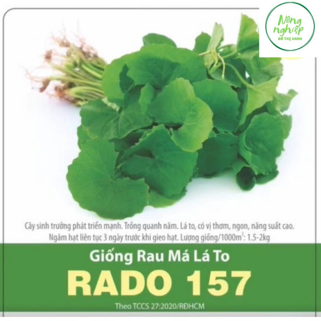 1 gram hạt giống rau má lá to