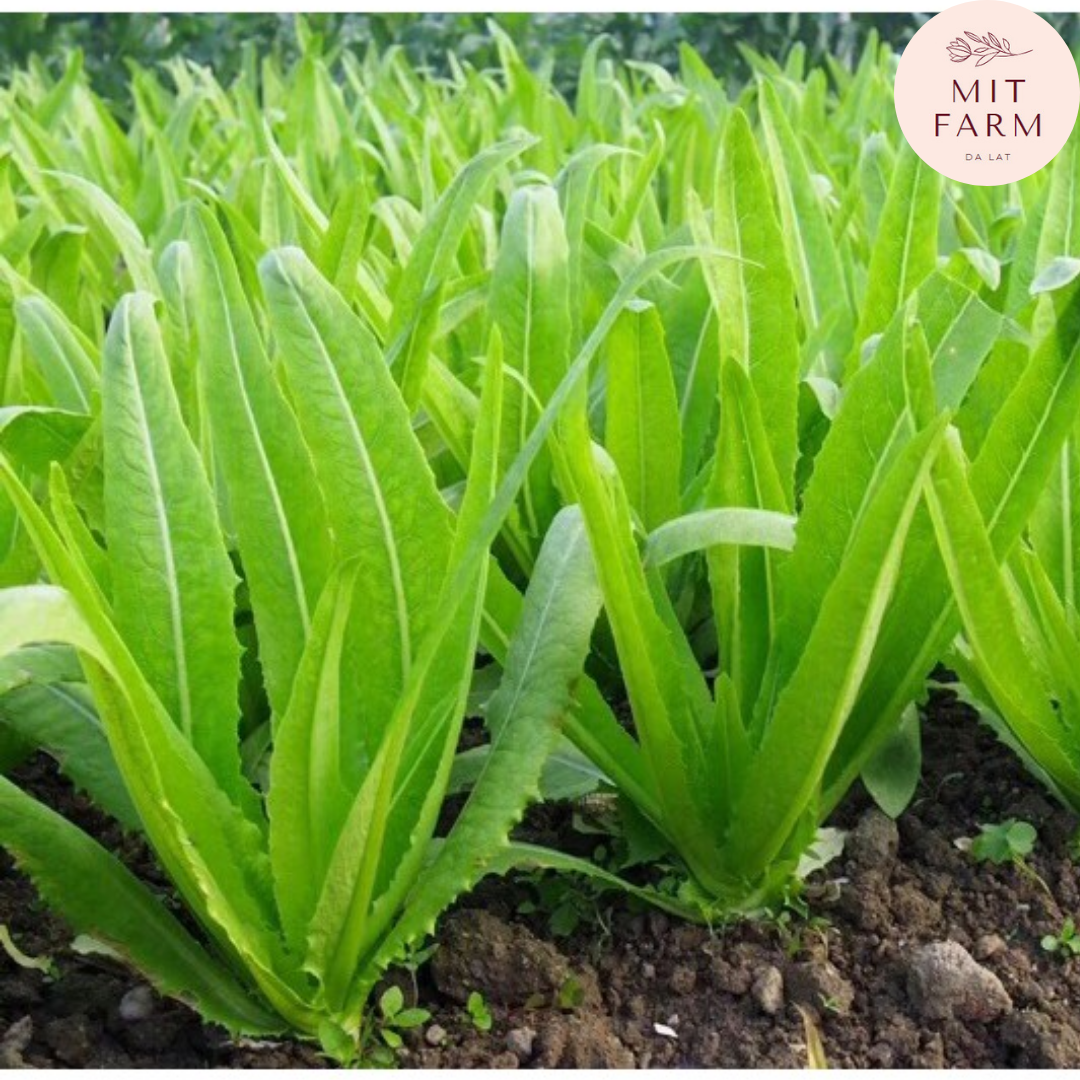 Hạt giống Rau diếp thơm