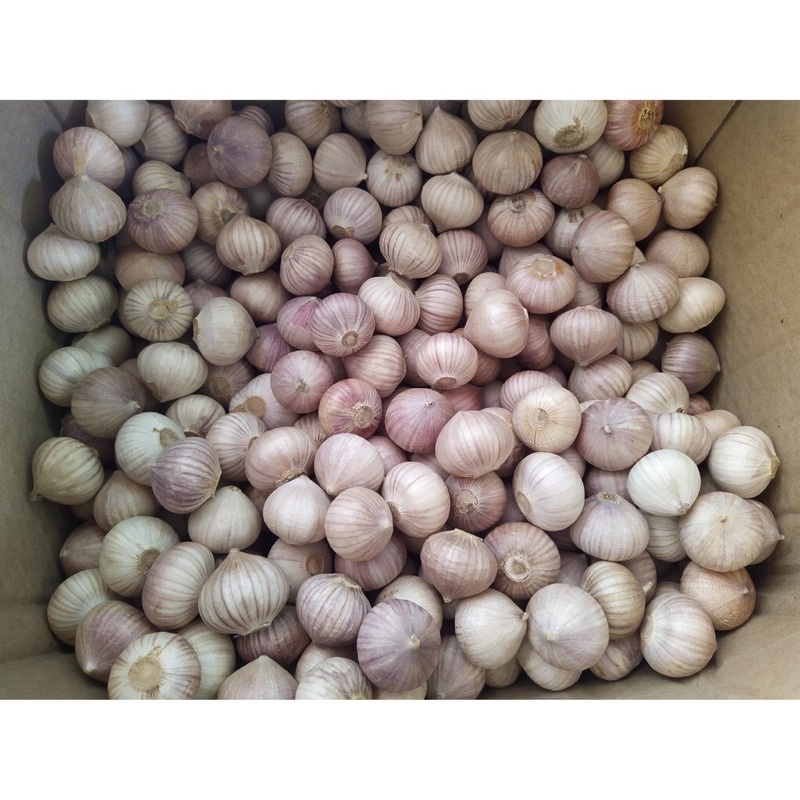 1Kg Tỏi cô đơn, tỏi một nhánh củ to chắc - Hàng loại 1