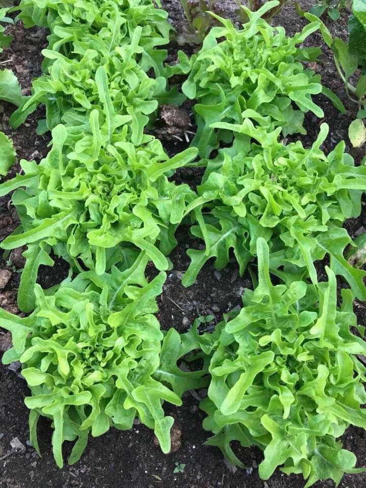 2 Gói hạt giống XÀ LÁCH oakleaf   [Sồi Xanh]