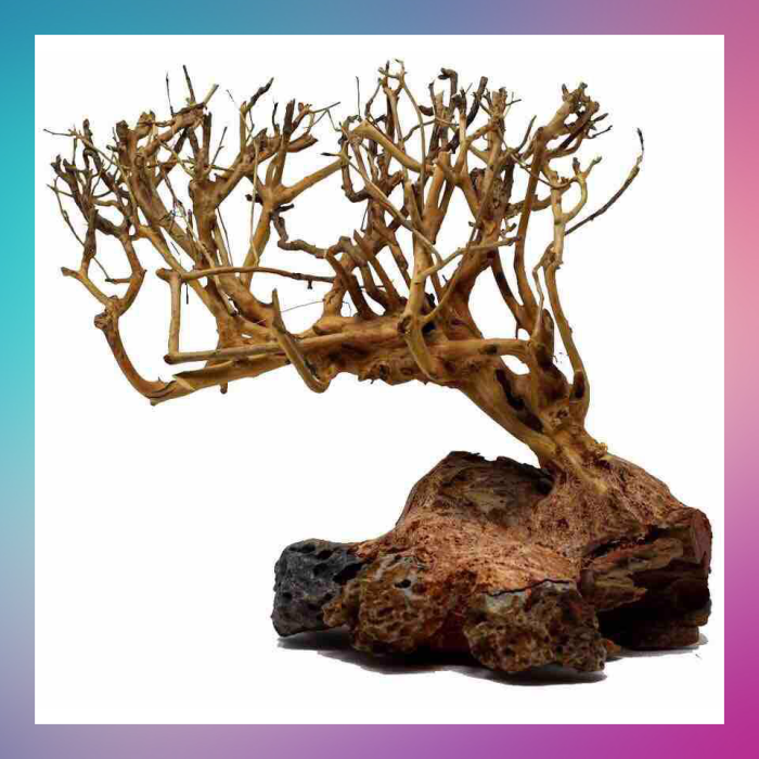 Lũa Bonsai thuỷ sinh đồng giá 90k 20x15 - xưởng ts online37, dành riêng cho các bể thuỷ sinh, với khả năng cắt ghép tài tình, nghệ nhân đã tạo ra các bản thu nhỏ của các cây cổ thụ