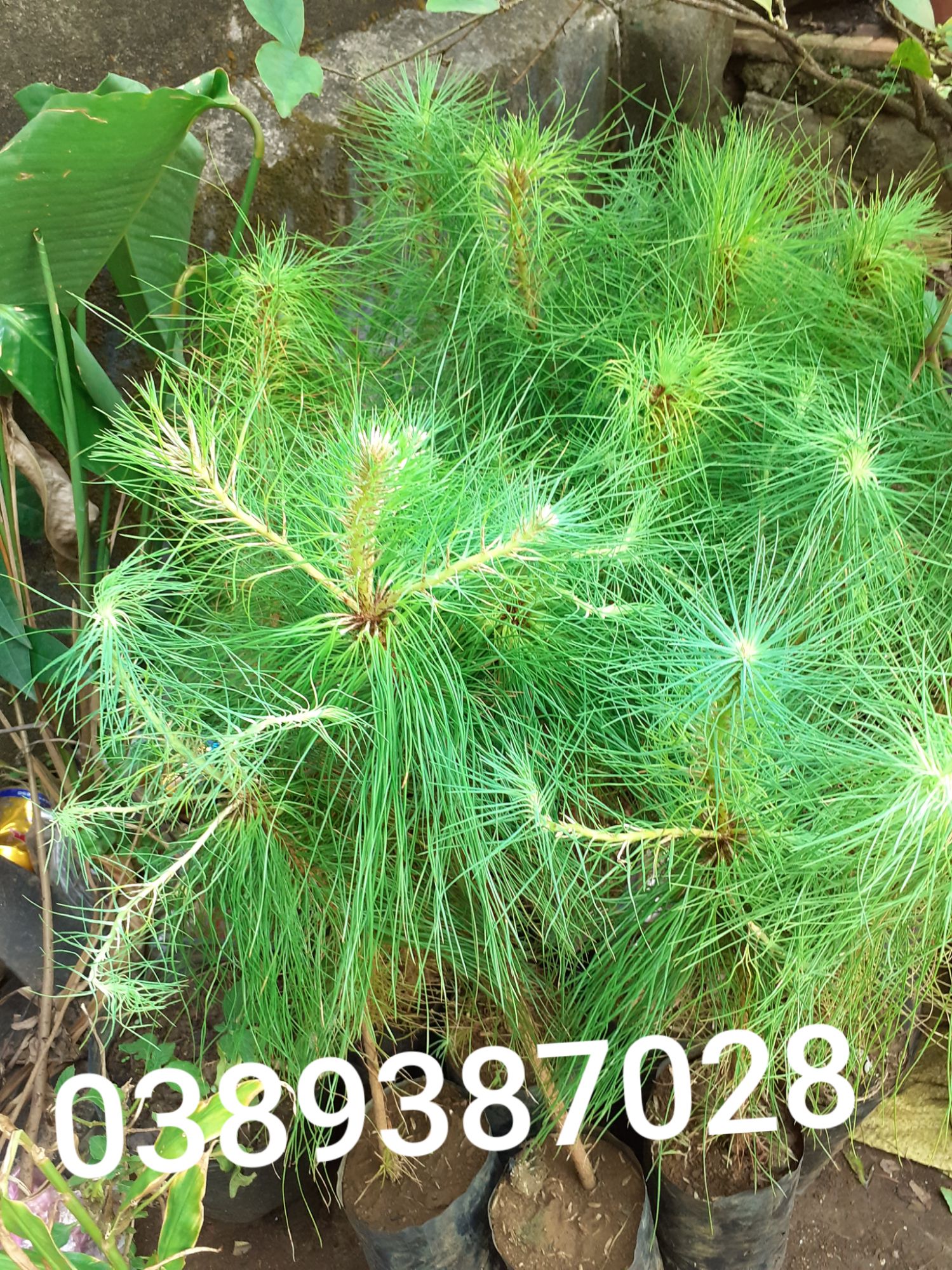 Cây thông, 3 cây cao khoảng 40cm