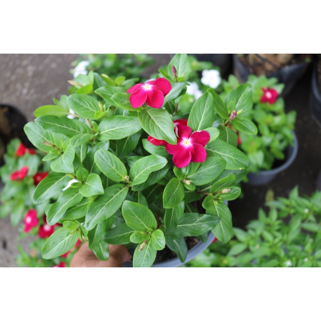 Chậu Dừa Cạn Siêu Bông