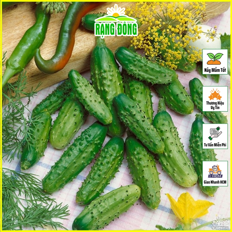 Hạt giống Dưa Chuột Gai Mini, Siêu Trái, Dễ Trồng (gói 25 hạt) - Hạt Giống Rạng Đông