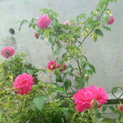 Chậu hoa hồng tường vi-hoa thơm