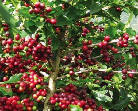 cây giống cà phê arabica ghép