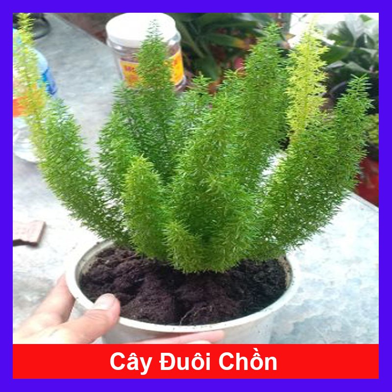 Cây đuôi chồn - cây cảnh mini - cây cảnh để bàn - caykiengsadec
