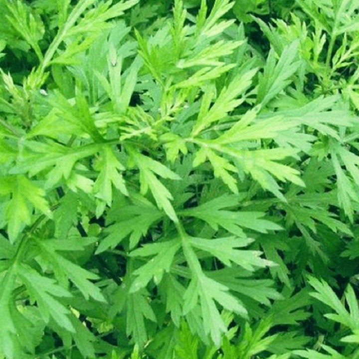 Cây giống ngải cứu