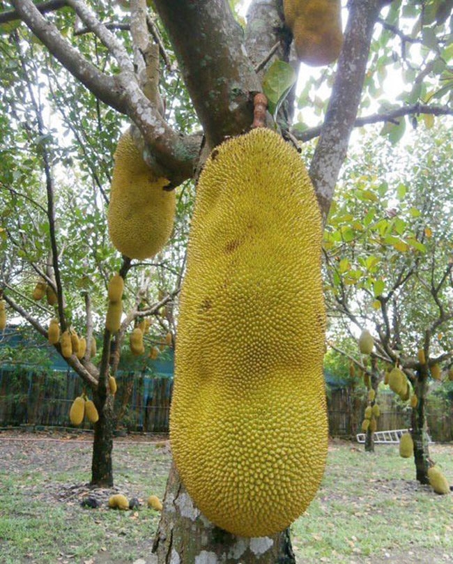 Mít quả dài malaisia