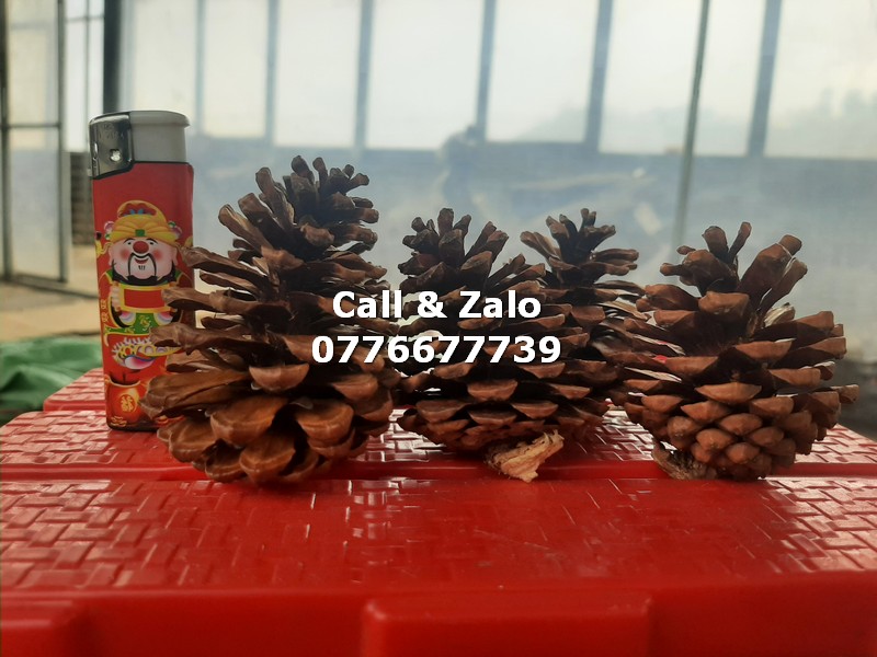 Bán quả thông khô trang trí nhiều cỡ [Toàn Quốc] Quả thông khô bán lẻ
