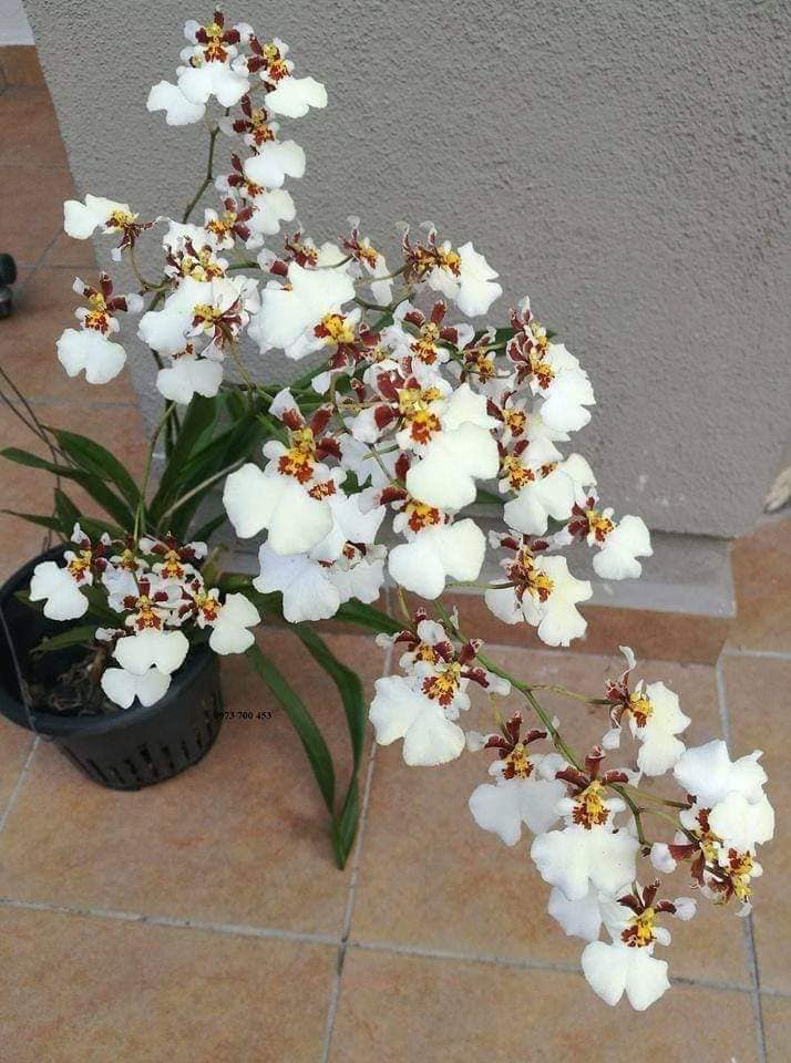 hoa lan vũ nữ bạch ngọc