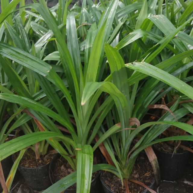 Cây giống Lá Dứa (lá nếp) - CayGiongTot