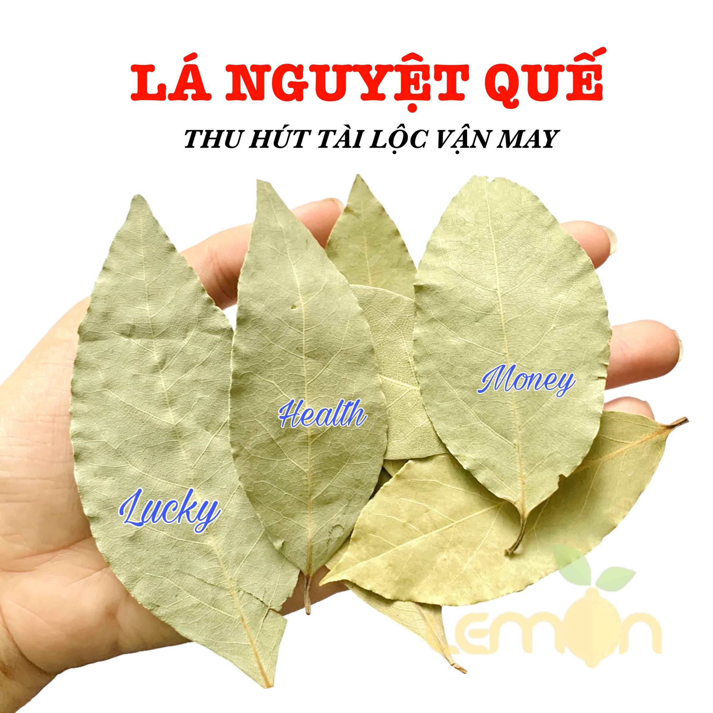 Lá nguyệt quế loại đẹp - Bay leaf - Lá nguyệt quế phong thủy, chiêu tài, hút vận may, chữa lành, làm sigil