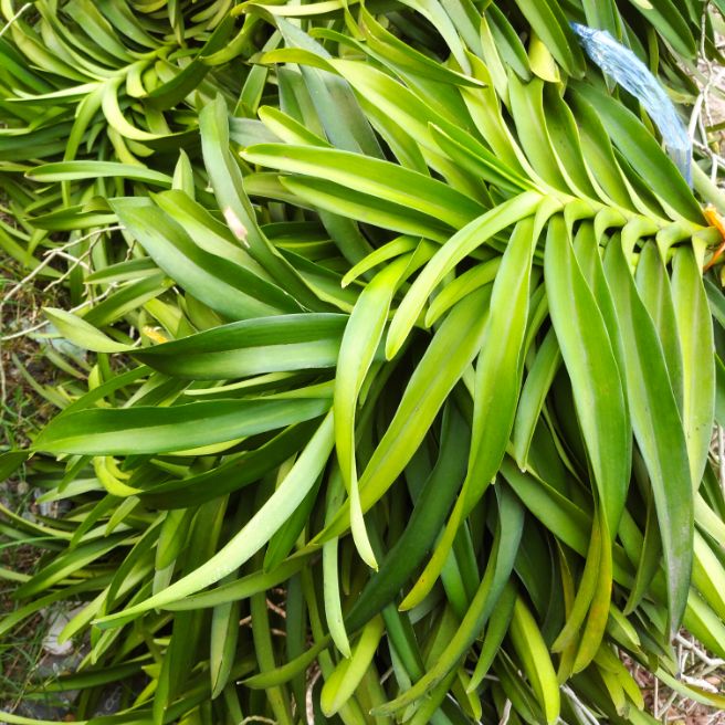 Lan Mokara Combo 5 cây nhiều màu chất lượng siêu khỏe - Vân Tây Ninh