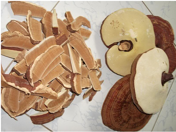 200g NẤM LINH CHI ĐỎ, NẤM LINH CHI RỪNG Trường Sơn (đã thái lát)