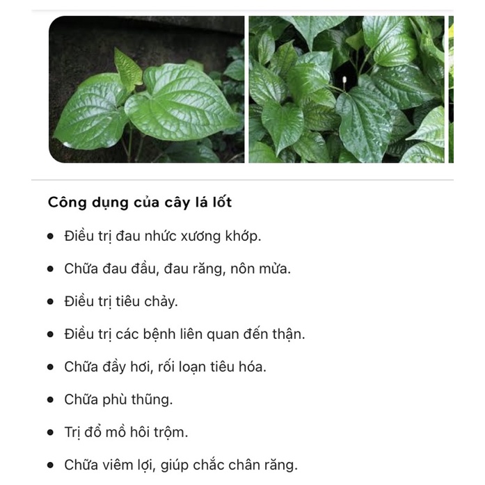 Cây lá lốt