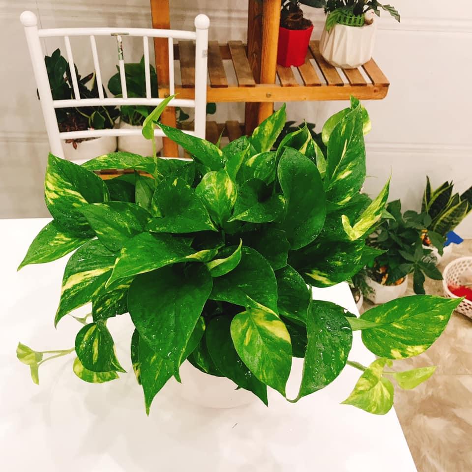 [HCM]CÂY TRẦU BÀ