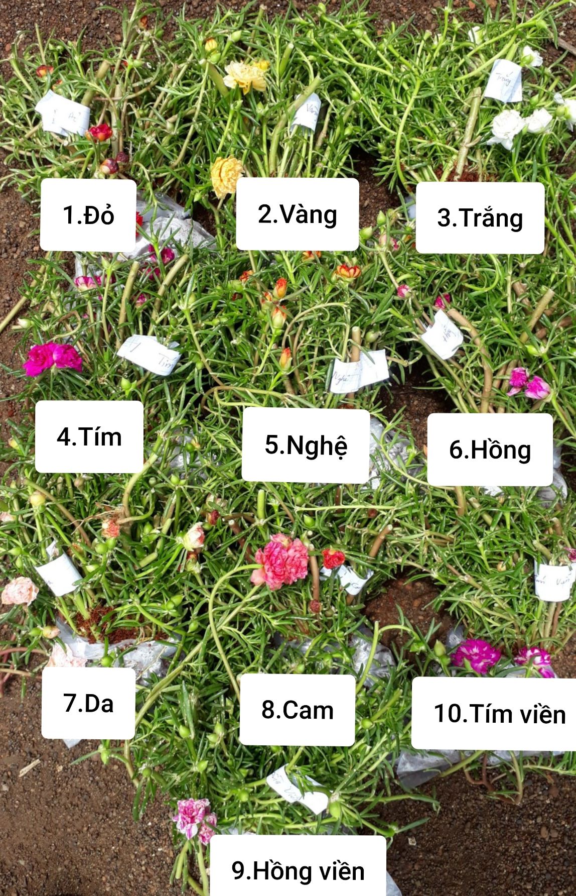 Combo 10 bó Hoa 10H Thái 10 màu, giá rẽ chỉ #220k, 1 bó 50 cây