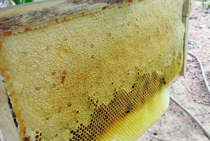 mật ong phúc khang - combo 3 chai mật ong rừng tây bắc phúc khang - mỗi chai 350g - tặng 1 hộp trà sâm- mật ong nguyên chất - đạt chuẩn xuất khẩu - không nhiễm hóa chất , kháng sinh , kim loại nặng , chất bảo vệ thực vật 4