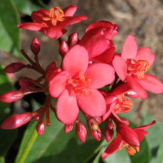 Hồng Mai - Trang Flowers