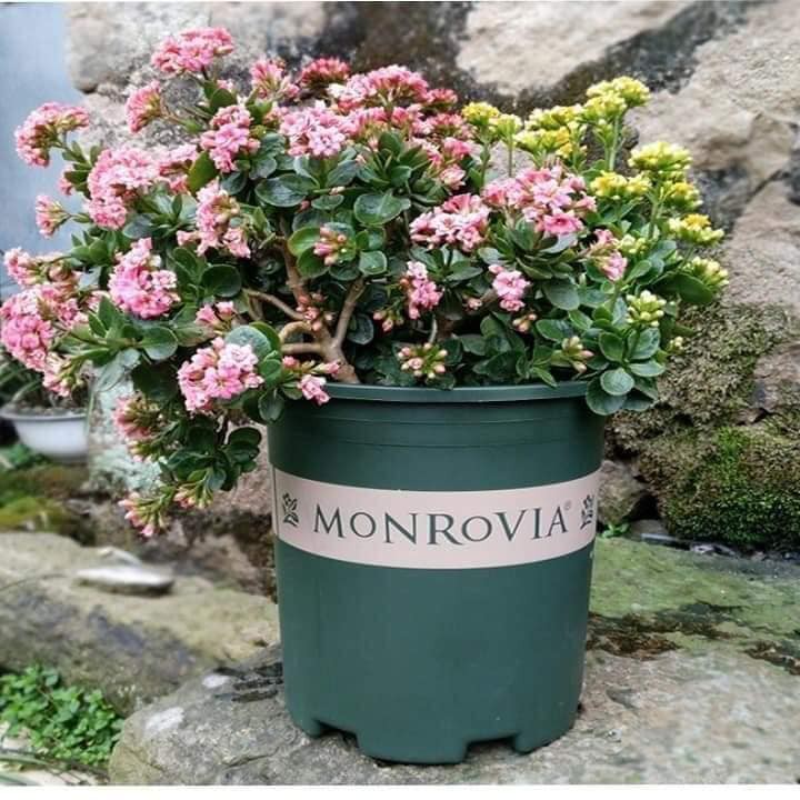 Chậu nhựa trồng cây monrovia đủ size