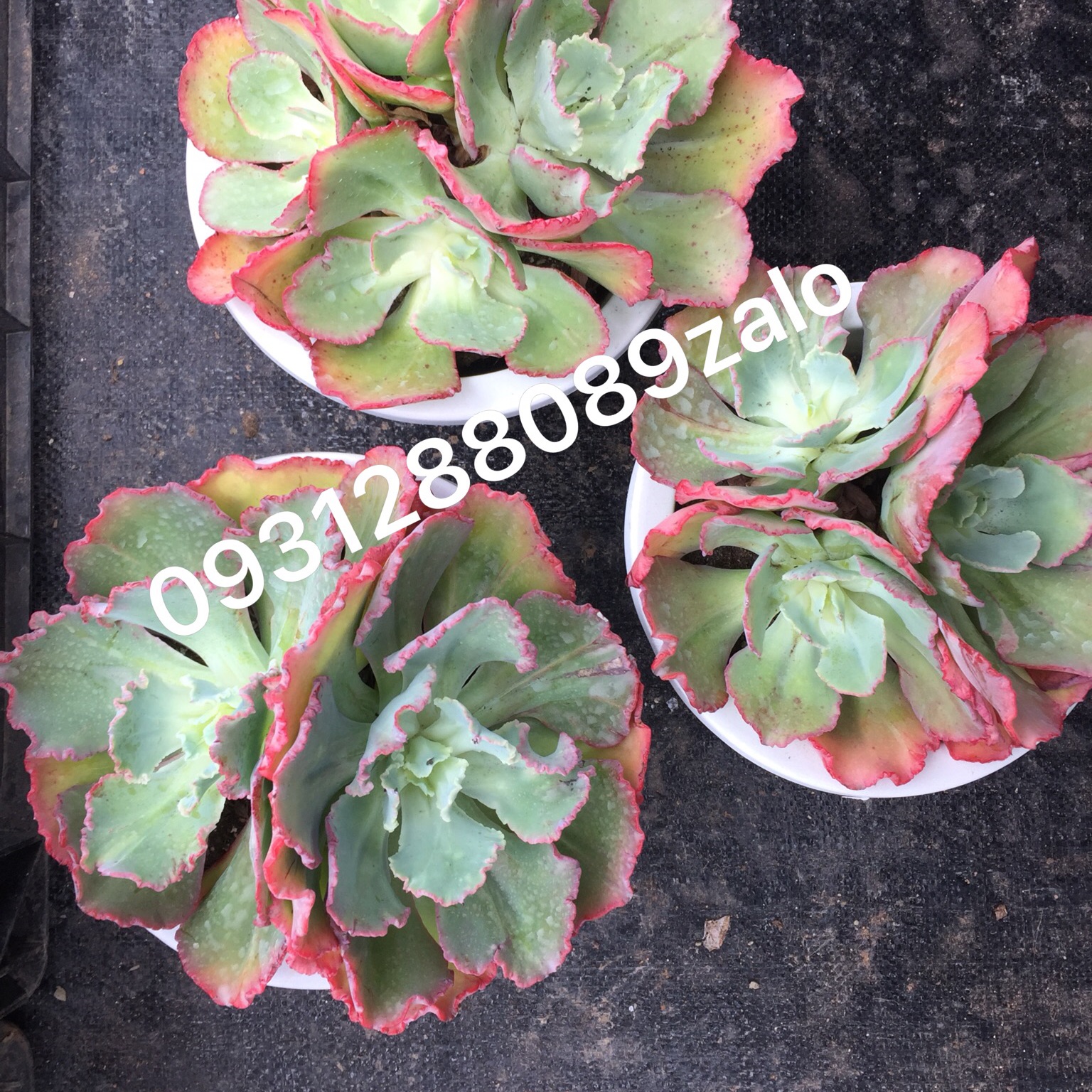Cây sen đá echeveria harry butterfield tán to 18-20cm