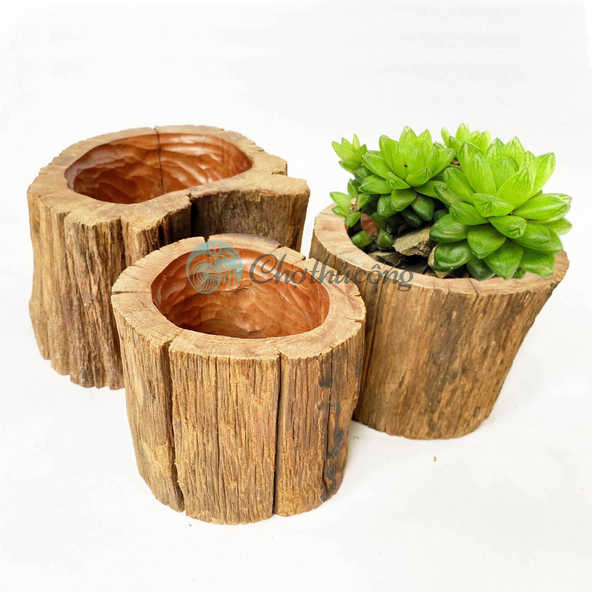 Chậu cây gỗ lũa tự nhiên cứng bền - Chậu gỗ trồng cây, chậu trồng sen đá lũa gỗ decor trang trí vintage