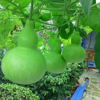 Gói 2g hạt giống bầu hồ lô F1 Giống được lai tạo theo hướng kháng bệnh cao, phù hợp với điều kiện khí hậu nhiệt đới của Việt Nam