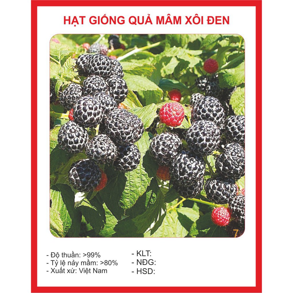 Hạt giống cây mâm xôi đen 30 hạt